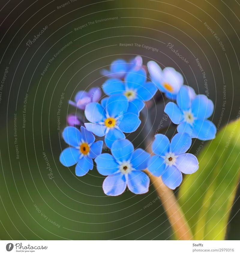 Frühjahrsblüher Vergissmeinnicht Vergißmeinnicht Vergißmeinnichtblüte blaue Blüten einfach Myosotis blaue Blumen feine Blüten Frühlingsblüten Frühlingsblumen