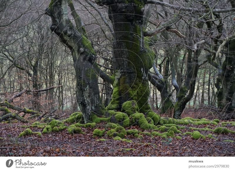 Uralte Eichen Landschaft Pflanze Baum Moos Wald Erholung natürlich achtsam Abenteuer nachhaltig Umweltschutz Vergänglichkeit Hutewald Naturdenkmal Farbfoto