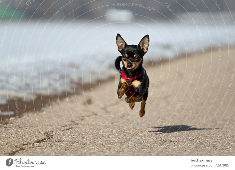 Rennender Kleiner Hund Freude Natur Schönes Wetter Straße Haustier 1 Tier rennen klein Geschwindigkeit schwarz weiß Aktion Chihuahua Desert Chiwawa fliegen