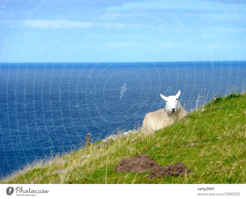 Schaf mit Aussicht... Natur Schönes Wetter Gras Küste Meer Atlantik Tier Nutztier 1 beobachten Erholung Fressen genießen liegen Ferne Unendlichkeit maritim
