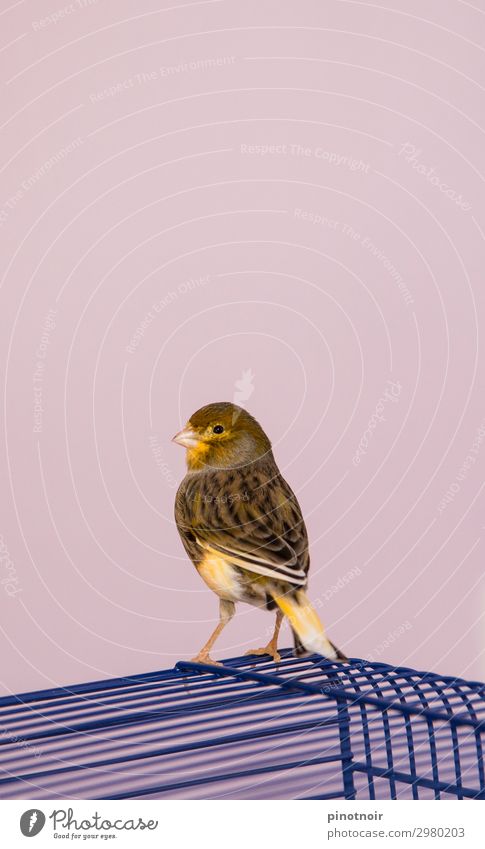 Kanari Natur Tier Haustier Vogel 1 Brunft sitzen warten schön klein natürlich niedlich blau gelb rosa Abenteuer Freiheit Stolz Wandel & Veränderung