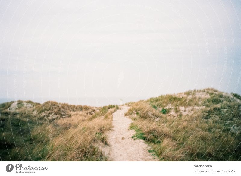 Weg zum Strand Ausflug Sommerurlaub Umwelt Natur Pflanze Sand Himmel Klima Schönes Wetter Sträucher Grünpflanze Nordsee Meer Insel Langeoog ästhetisch