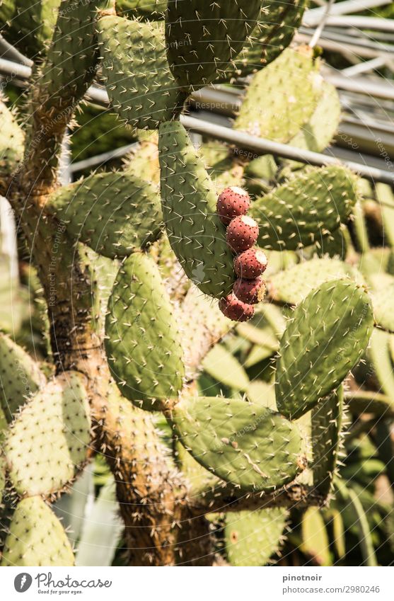 Kaktusfeigen Frucht Natur Pflanze Wachstum stachelig grün rosa Feigenkakteen planen Gewächshaus Botanik Opuntia Echinocarpa Farbfoto Außenaufnahme