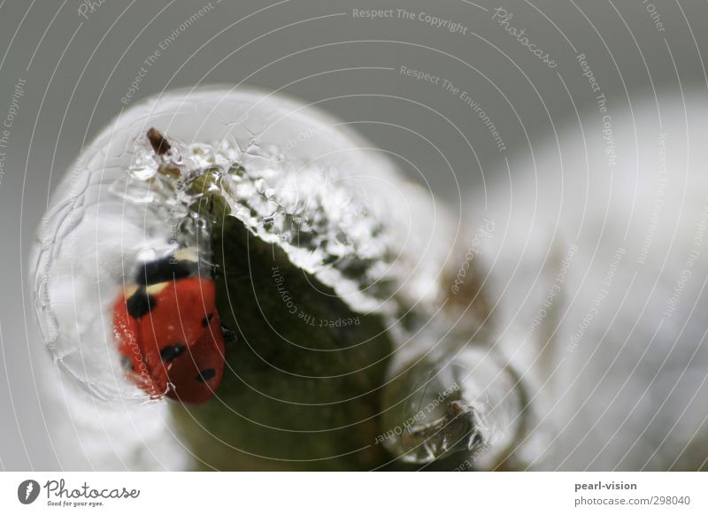 icebug Natur Winter Eis Frost Käfer Marienkäfer frieren Farbfoto Außenaufnahme Nahaufnahme Textfreiraum oben Schwache Tiefenschärfe