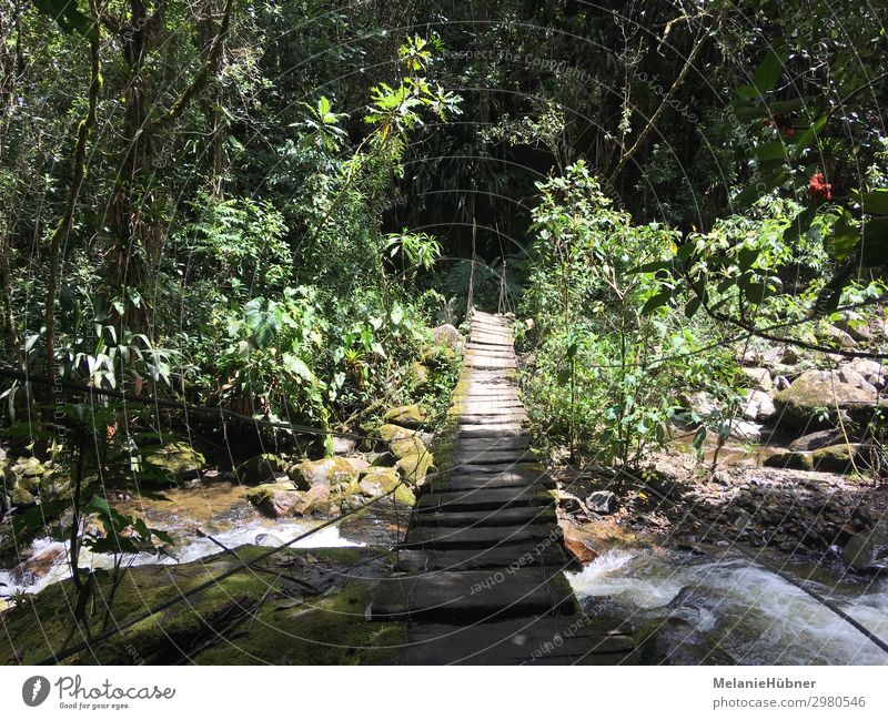 Hängebrücke in den Bergen Kolumbiens Kaffeezone Umwelt Natur Wasser entdecken gehen wandern kaffeezone Brücke Wald Urwald Holzbrücke Ferien & Urlaub & Reisen