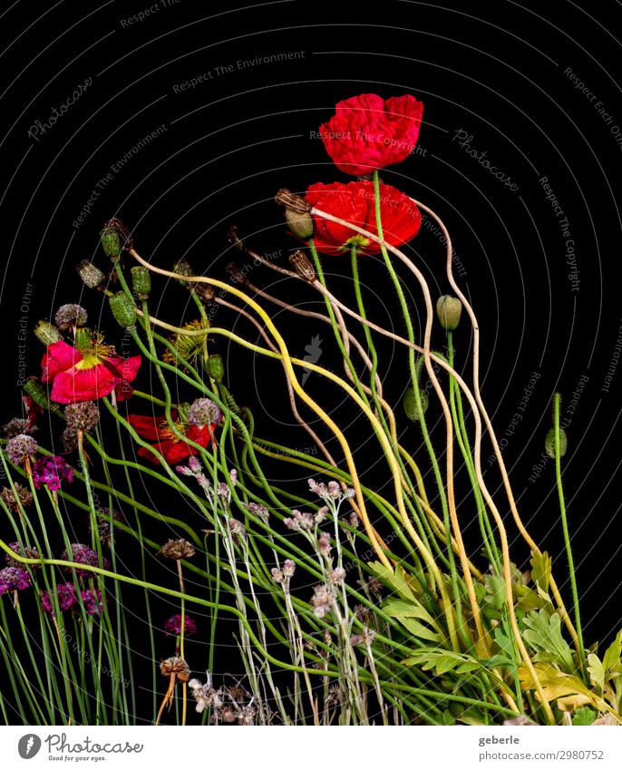 In eine Richtung verblüht Natur Pflanze Blume Topfpflanze Mohn Mohnblüte Balkon rot schwarz Vergänglichkeit Farbfoto Studioaufnahme Blitzlichtaufnahme