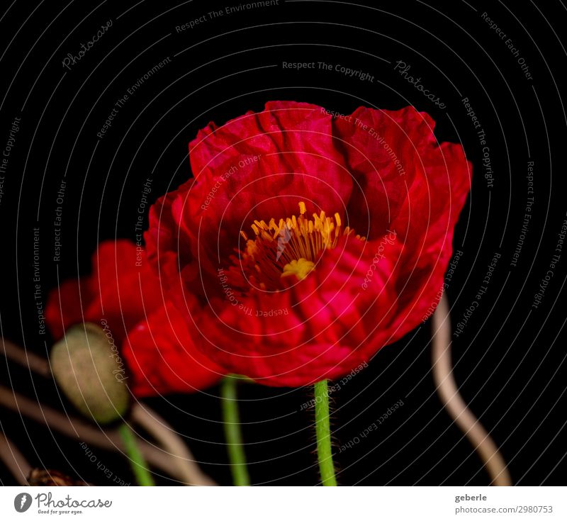 Mohni Natur Pflanze Blume Mohnblüte Balkon rot schwarz Farbfoto Detailaufnahme Starke Tiefenschärfe