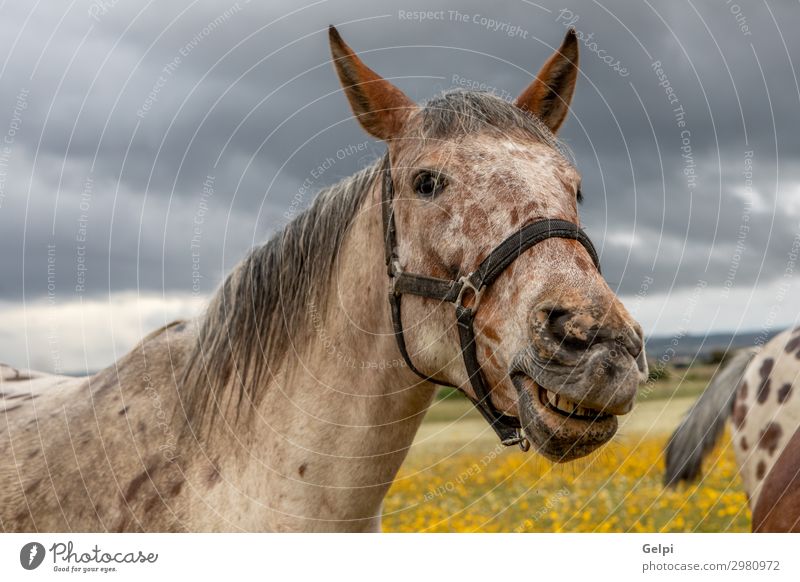 Nahaufnahme eines freien Pferdes schön Gesicht Ferien & Urlaub & Reisen Freiheit Landschaft Tier Himmel Wolken Gras Blüte Park Wiese Herde wild braun gelb grün