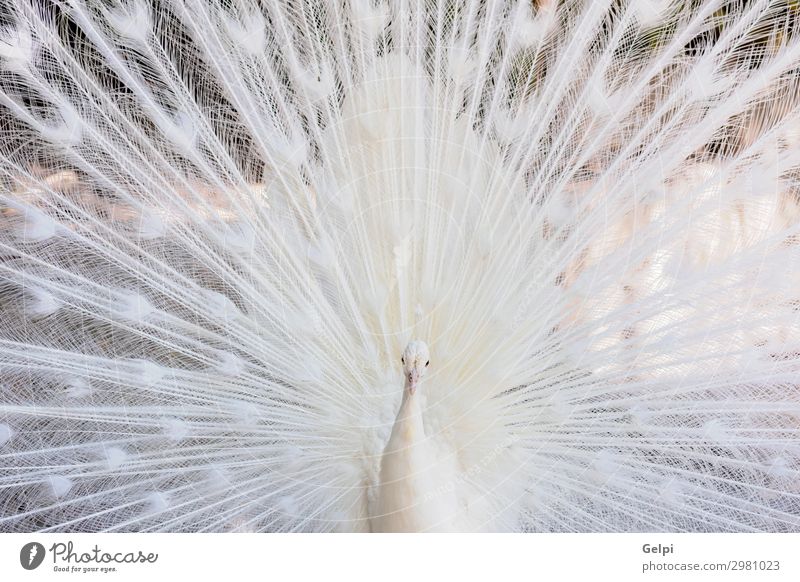 Erstaunlicher weißer Pfau, der seinen Schwanz öffnet. elegant exotisch schön Mann Erwachsene Zoo Natur Tier Vogel Flügel hell natürlich wild Romantik Stolz