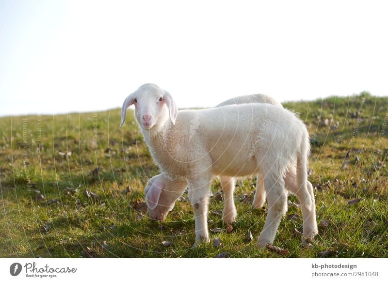 Two young lambs on a meadow Natur Tier Fell Schaf 2 Tierpaar Tierjunges springen Sheep lamps animals Wool Easter Easter Lamb Meadow Rasieren natural mammal