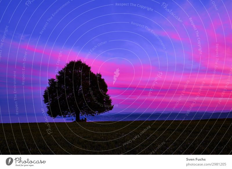 Baum auf Feld gegen Himmel bei Sonnenuntergang ruhig Natur Landschaft Pflanze Horizont Gras blau violett rot Idylle Ziel Bodensee Schönheit in der Natur