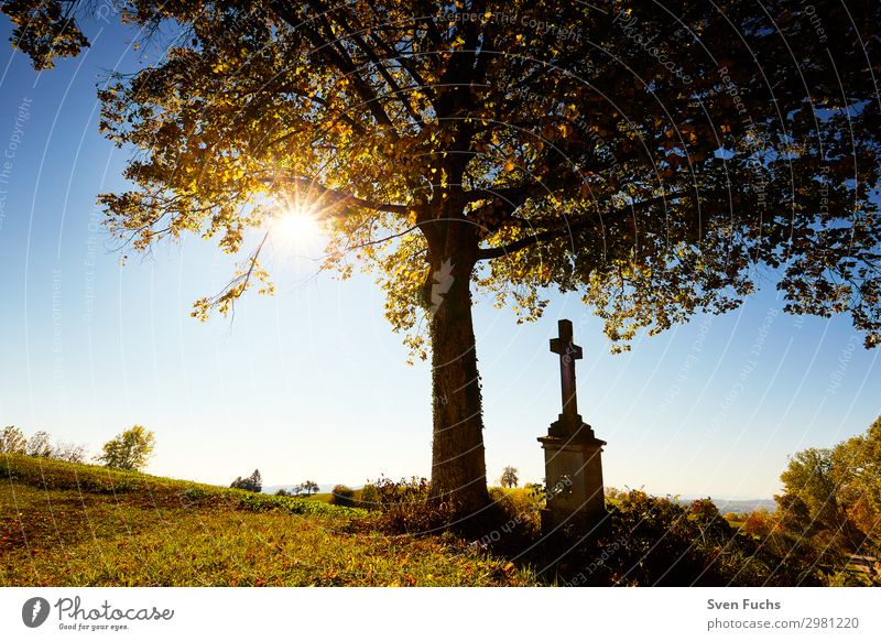 Kreuz unter einem Baum mit Herbstlaub bei Gegenlicht Sommer Sonne Natur Landschaft Horizont Frühling Gras Blatt Wiese Feld blau gelb grün rot Hoffnung Tod