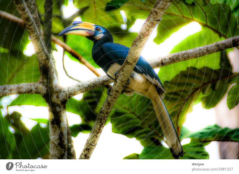 Billhorn Ferien & Urlaub & Reisen Natur Tier Baum exotisch Vogel hocken mehrfarbig Außenaufnahme
