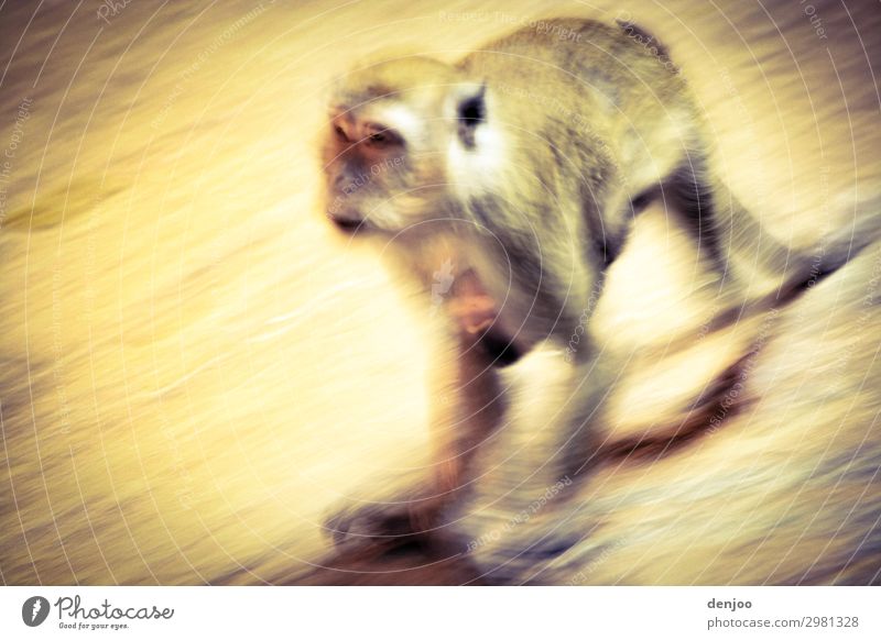 Affe laufen exotisch Asien Reisen Malaysia Batu Caves Außenaufnahme Bewegungsunschärfe