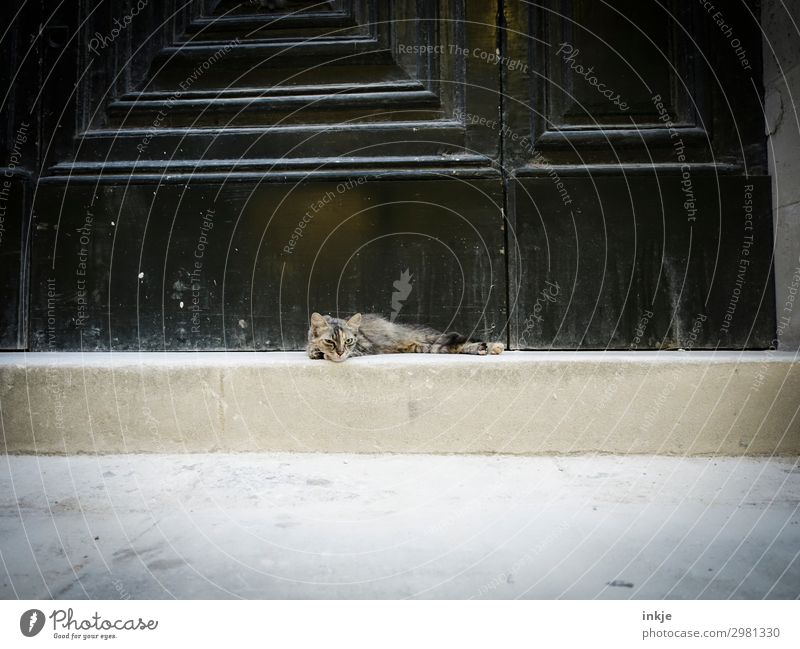 kubanischer Straßenkater Menschenleer Tür Eingang Haustier Katze Straßenkatze 1 Tier liegen Blick authentisch Coolness klein Gefühle Gelassenheit lungern lässig