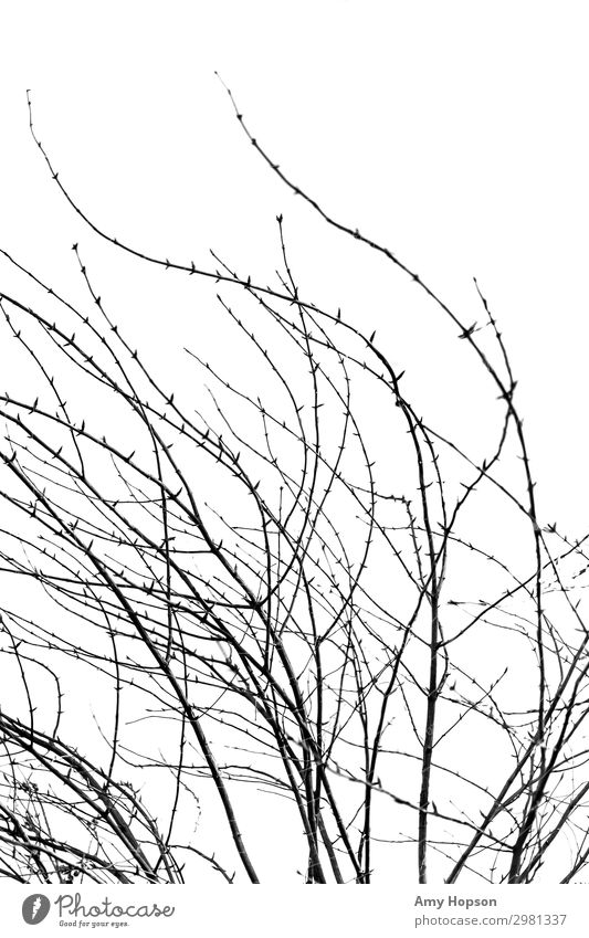 Schwarze und weiße Winterzweige kurvenreich abstrakt Natur Pflanze Baum Ast Flüssigkeit einzigartig natürlich Spitze stachelig schwarz Zufriedenheit komplex
