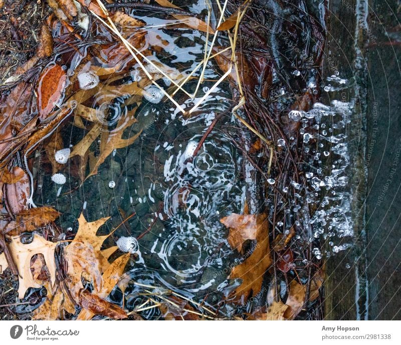 Regen, der in das Wasserbecken mit nassen Blättern fällt. Umwelt Natur Wassertropfen Herbst Winter Wetter schlechtes Wetter Blatt fallen natürlich oben braun