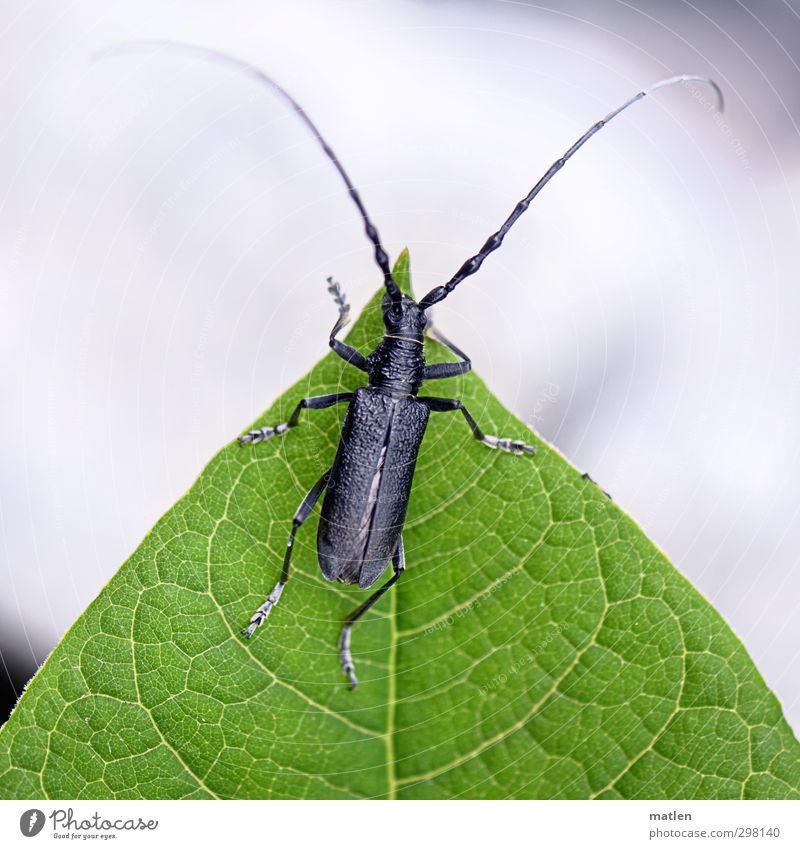 randständig Pflanze Blatt Menschenleer Tier Käfer 1 grün schwarz weiß Grosser Eichenbock Blattadern Farbfoto Außenaufnahme Nahaufnahme Makroaufnahme Tag