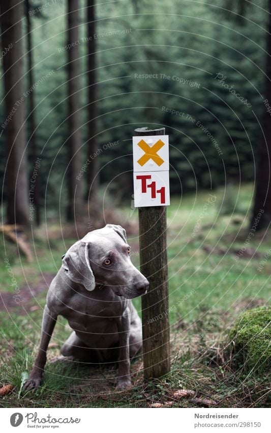 ....Bitte Ausflug wandern Natur Landschaft Wald Wege & Pfade Tier Haustier Hund 1 Zeichen Schriftzeichen Ziffern & Zahlen Schilder & Markierungen Hinweisschild
