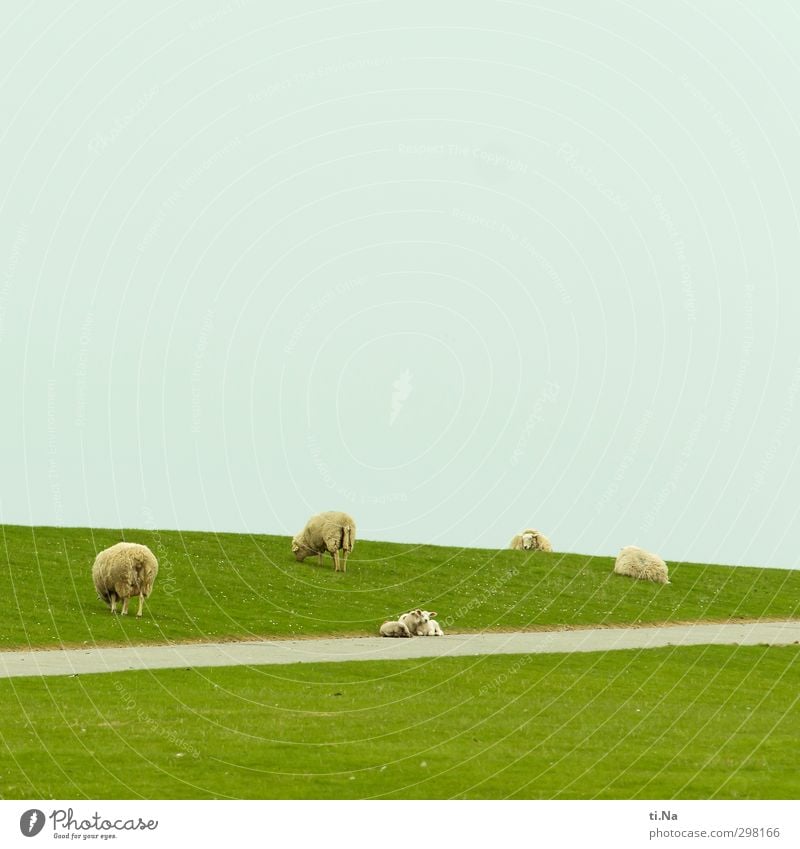 Kuscheltiere Frühling Gras Nordsee Deich Haustier Nutztier Schaf Lamm Tiergruppe Tierpaar Tierjunges Tierfamilie berühren Erholung Fressen liegen schlafen
