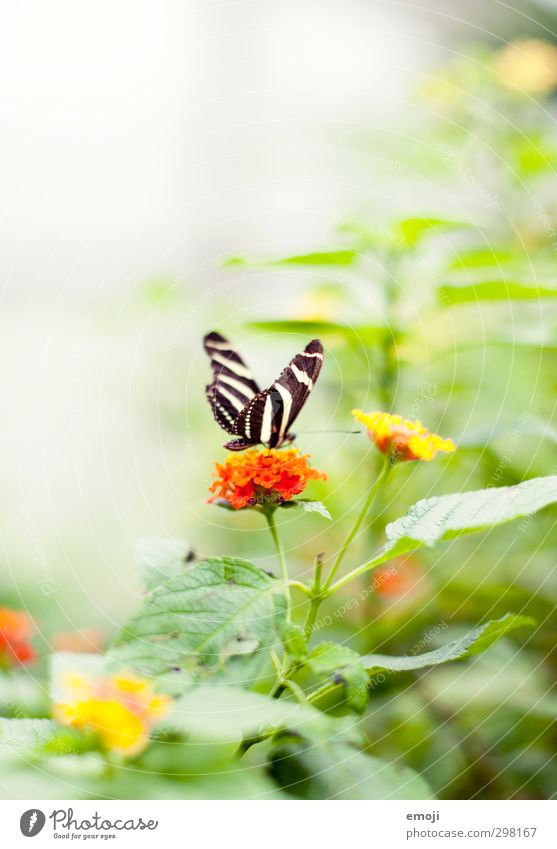 mach ma 'n Abflug Umwelt Natur Pflanze Tier Frühling Blume Sträucher Wildtier Schmetterling 1 exotisch hell natürlich grün orange Farbfoto Außenaufnahme