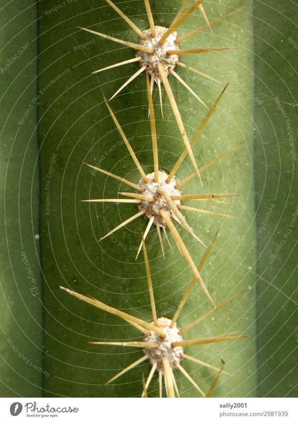 Vorsicht scharf und spitz... Pflanze Kaktus bedrohlich rebellisch Spitze grün stechen gefährlich schwiegermutterstuhl Farbfoto Außenaufnahme Makroaufnahme Tag