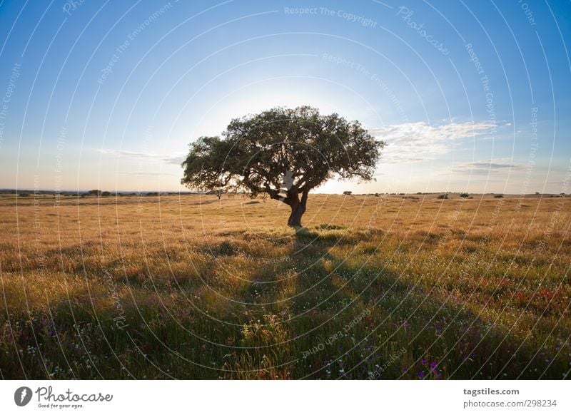 Portugal - Algarve - Landschaft Baum Sonnenuntergang Schatten Gegenlicht Silhouette Autobahn A2 Ferien & Urlaub & Reisen Reisefotografie Idylle Postkarte