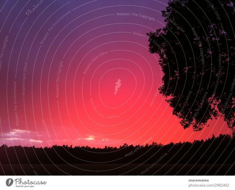 unbelieveable sunset Landschaft Himmel Sonnenaufgang Sonnenuntergang Sommer Pflanze Baum Feld Wald außergewöhnlich schön violett rosa rot schwarz Stimmung