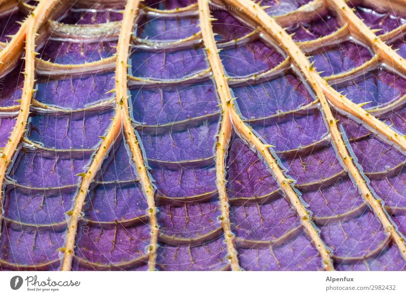 stachelige wege Pflanze Blatt Lotos nass violett Abenteuer ästhetisch bizarr Zufriedenheit Kreativität protestieren Sucht Surrealismus Tod Verfall