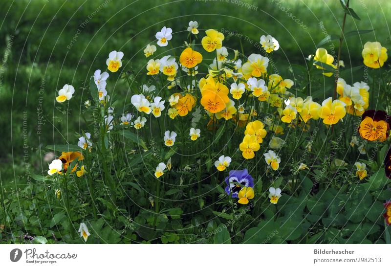 Wilde Stiefmütterchen auf der Wiese Hornveilchen gartenstiefmütterchen Blumenwiese grabbepflanzung violett Veilchengewächse wilde stiefmütterchen Blüte