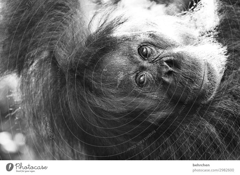 ohne worte Ferien & Urlaub & Reisen Tourismus Ausflug Abenteuer Ferne Freiheit Natur Urwald Wildtier Tiergesicht Fell Affen Orang-Utan 1 außergewöhnlich