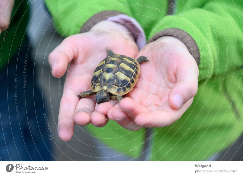 Schildkröte Kindererziehung Kindergarten Hand 3-8 Jahre Kindheit Tier Haustier 1 berühren streichen exotisch Zusammenhalt Farbfoto Textfreiraum unten