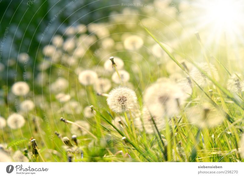 Kugelrundes Leuchten Glück Wohlgefühl Sommer Sonne Gartenarbeit Natur Pflanze Sonnenlicht Schönes Wetter Blume Gras Blüte Wiese ästhetisch Fröhlichkeit hell