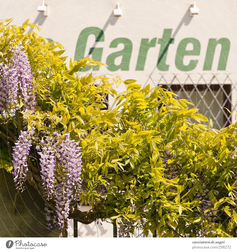 Garten Umwelt Frühling Schönes Wetter Pflanze Wildpflanze Mauer Wand Fenster Schriftzeichen Duft Freundlichkeit frisch lustig positiv Stadt grün violett weiß