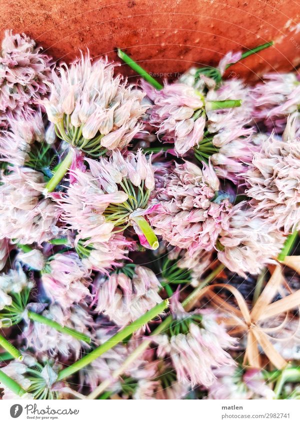 Lauchblueten Pflanze Blüte Nutzpflanze Blühend braun grün rosa weiß verblüht geschnitten Farbfoto Außenaufnahme Muster Strukturen & Formen Textfreiraum links