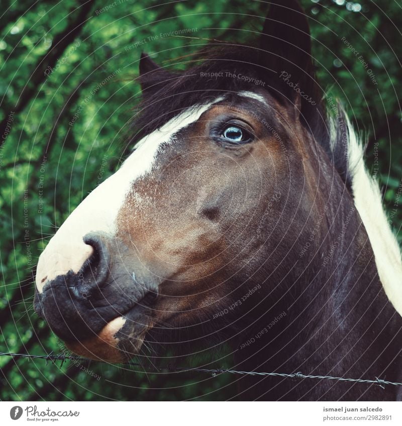 braunes Pferdeporträt mit blauem Auge auf dem Bauernhof Porträt Tier wild Kopf Ohr Behaarung Natur niedlich Beautyfotografie elegant ländlich Wiese
