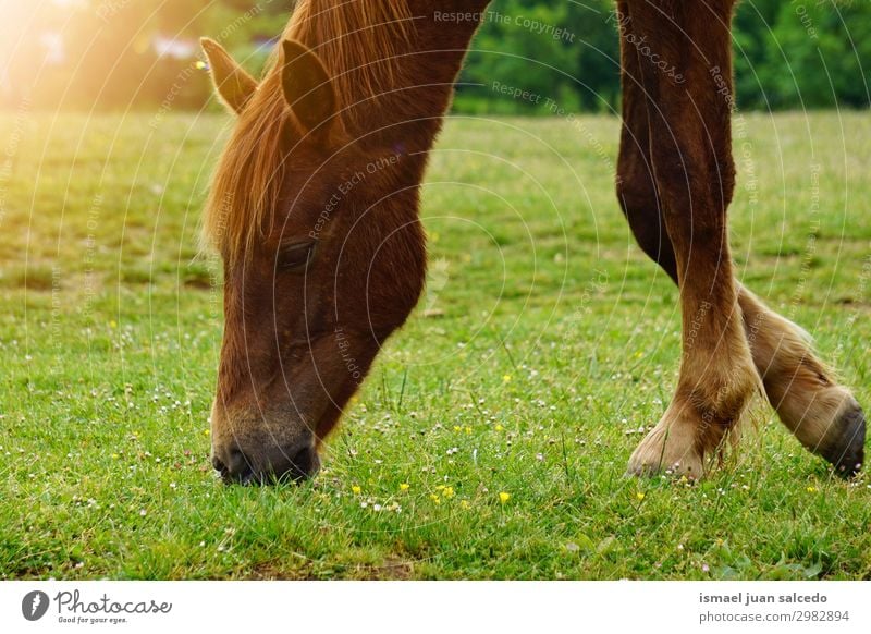 Braunes Pferdeporträt auf dem Bauernhof in der Natur braun Porträt Tier wild Kopf Auge Ohr Behaarung niedlich Beautyfotografie elegant ländlich Wiese