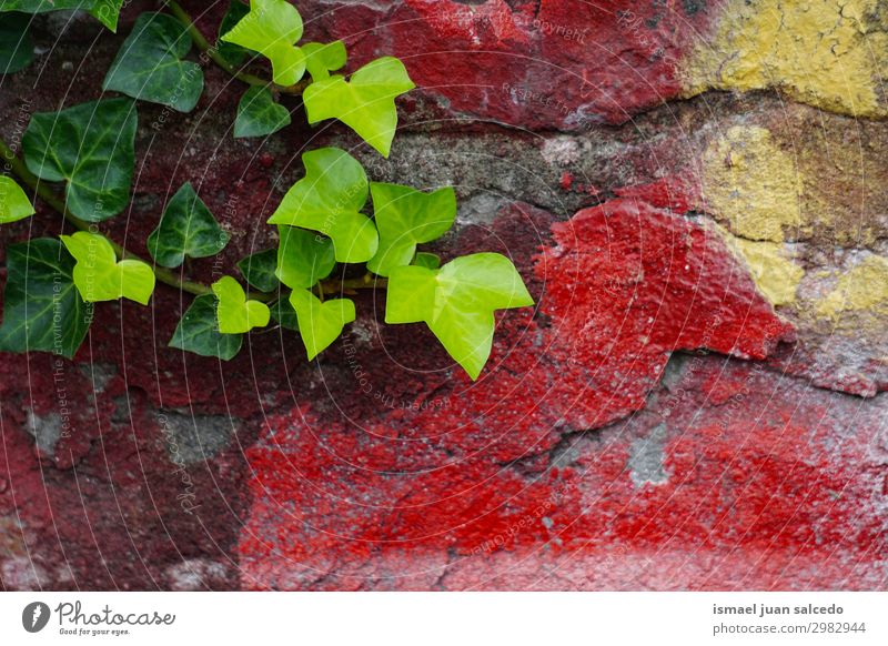 grüne Blätter an der roten Wand Farbe Blatt mehrfarbig Konsistenz Muster Stein kaputt Architektur Strukturen & Formen Hintergrund neutral abstrakt alt aussetzen
