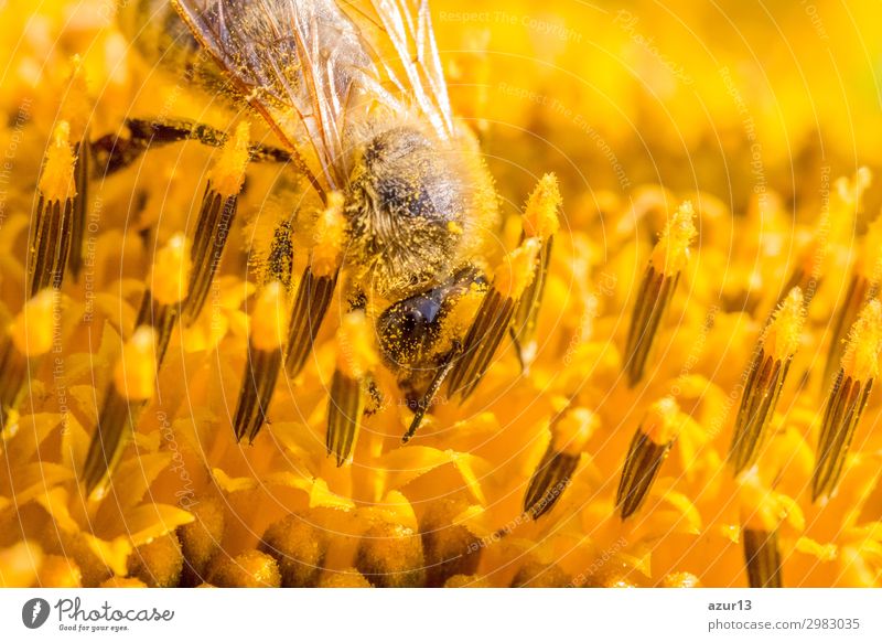 Honey bee covered with yellow pollen collecting sunflower nectar Sommer Umwelt Natur Tier Sonne Frühling Klima Klimawandel Wetter Schönes Wetter Wärme Blume