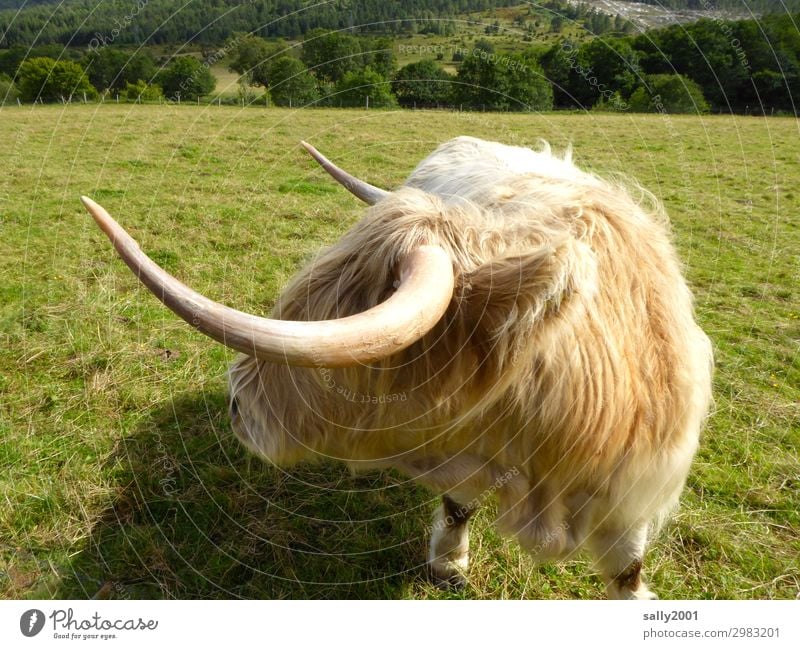 schwungvoll auf die Hörner nehmen... Rind Hochlandrind Schottisches Hochlandrind Tier Horn spitz Schwung Fell flauschig Weide hell blond gefährlich Nutztier
