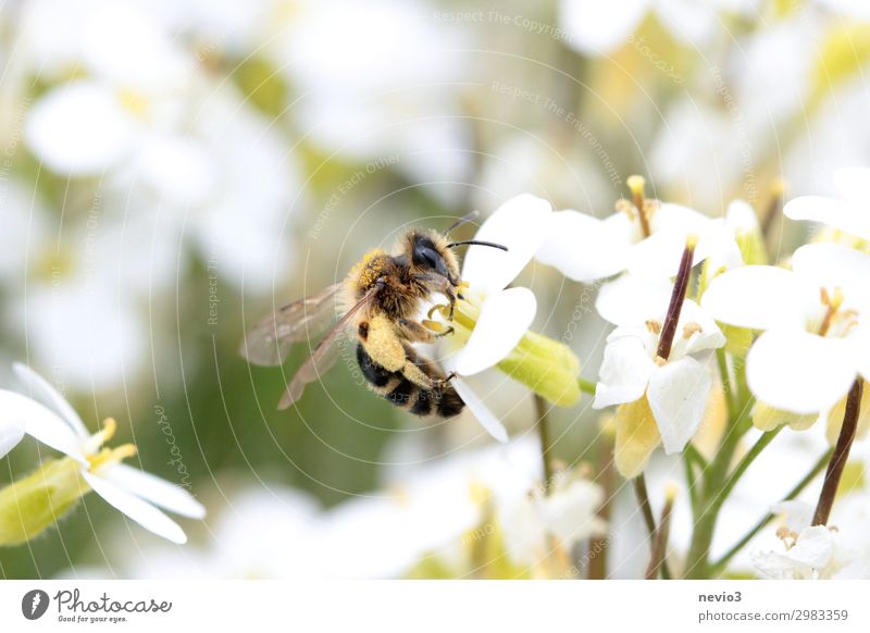 Biene sammelt Pollen Insekt Blüte Blume Makroaufnahme Honigbiene Garten Nektar Tier Natur Frühling Pollenhöschen Insektenschutz Artenschutz fleißig Umwelt