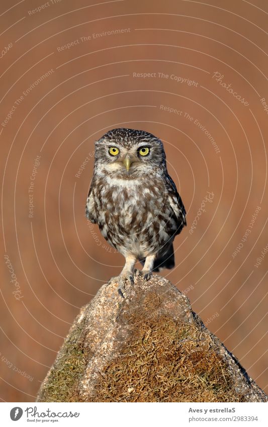Eule (Athene noctua), die auf einem Stein steht. Natur Tier Felsen Wildtier Vogel Tiergesicht 1 braun gelb gold grau schwarz silber Farbfoto Außenaufnahme