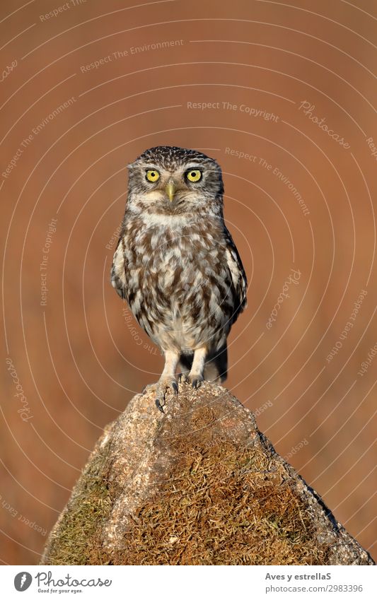Eule (Athene noctua), die auf einem Stein steht. Natur Tier Feld Wald Felsen Wildtier Vogel 1 frei listig lustig braun grau silber weiß Farbfoto Außenaufnahme