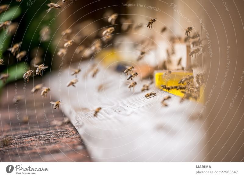 Honigbiene Apis mellifera Apoidea Biene; Biene; Apiformes Bienen; Bienen; Apidae Bienenhaus Bienenstock Blütenstaub; Pollen Echte Bienen; Echte Biene; Apidae