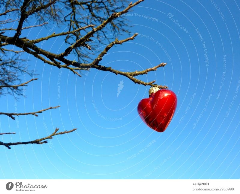 wertvoll | Liebeserklärung... Wolkenloser Himmel Winter Baum Herz außergewöhnlich Sympathie Verliebtheit Romantik Christbaumkugel rot hängen aufhängen Ast