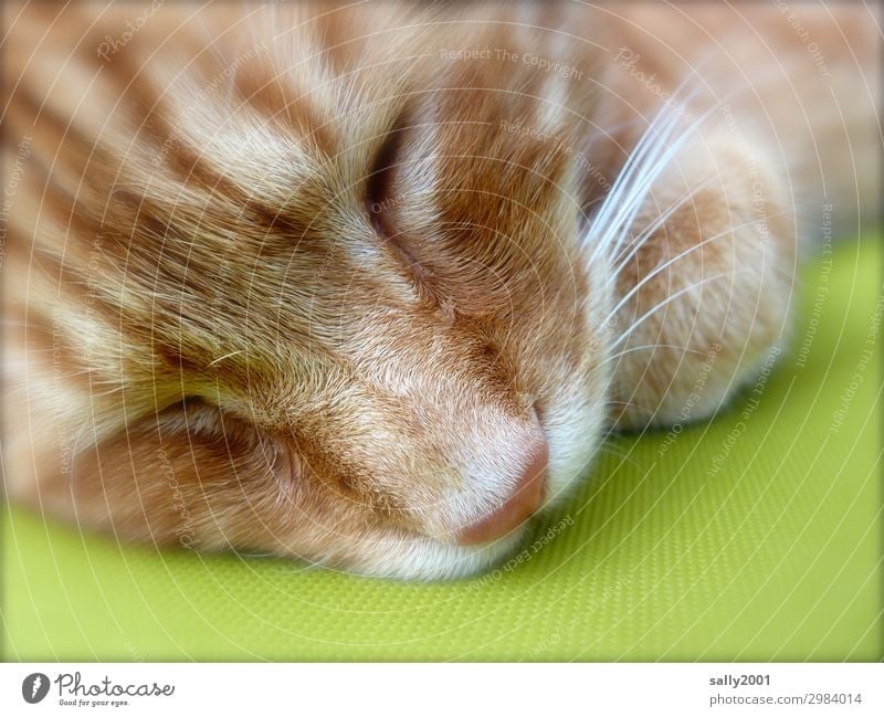 ausschlafen... Tier Haustier Katze Tiergesicht Schnurrhaar Nase 1 genießen schön niedlich rot Gelassenheit ruhig Zufriedenheit Vertrauen Müdigkeit Kissen