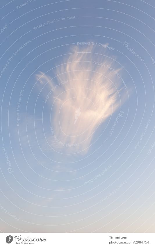 Zartes dänisches Wölkchen Ferien & Urlaub & Reisen Umwelt Natur Himmel Wolken Schönes Wetter Dänemark ästhetisch blau rosa weiß Gefühle zart Vergänglichkeit