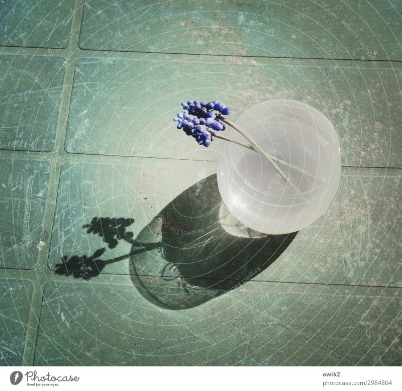 Geblümt Wasser Vase Blume 2 Tisch Gartentisch Glas Kunststoff berühren Blühend alt Treue Farbfoto Gedeckte Farben Außenaufnahme Strukturen & Formen Menschenleer