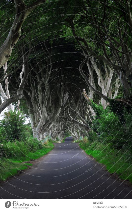 Dark Hedges in Nordirland Umwelt Natur Landschaft Baum grün dunkel Hecke Allee Straße Republik Irland Buchenwald mystisch Wege & Pfade Reisefotografie natürlich