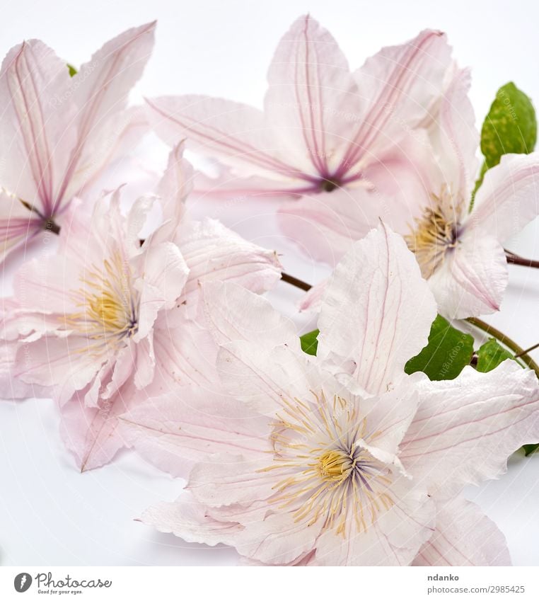 Strauß von rosa Clematisblüten auf weißem Hintergrund schön Sommer Garten Hochzeit Natur Pflanze Blume Blatt Blüte Blumenstrauß Blühend frisch hell natürlich
